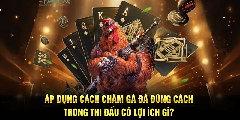 Áp dụng cách chăm gà đá đúng cách trong thi đấu có lợi ích gì?