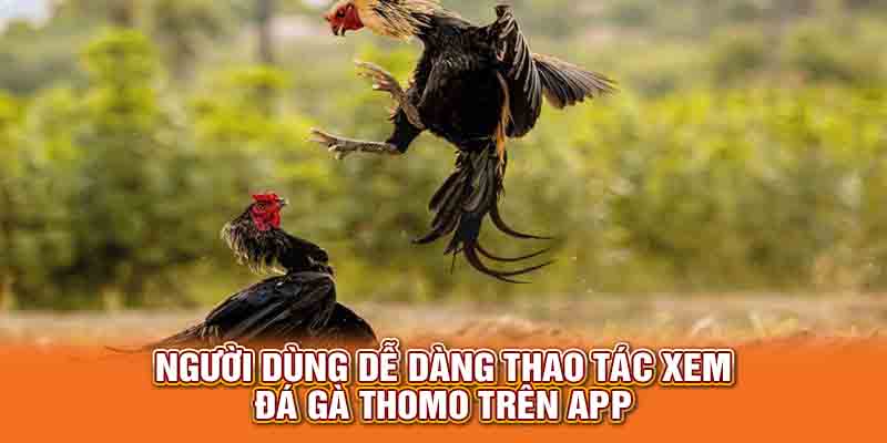 Người dùng dễ dàng thao tác xem đá gà Thomo trên app