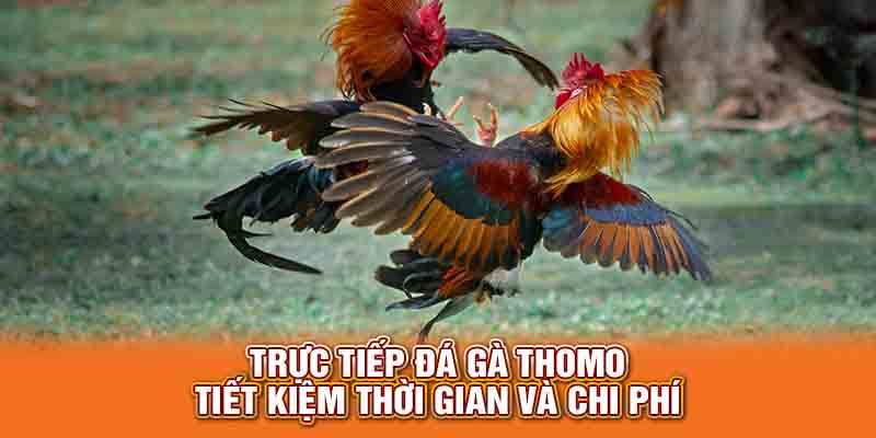 Trực tiếp đá gà Thomo tiết kiệm thời gian và chi phí